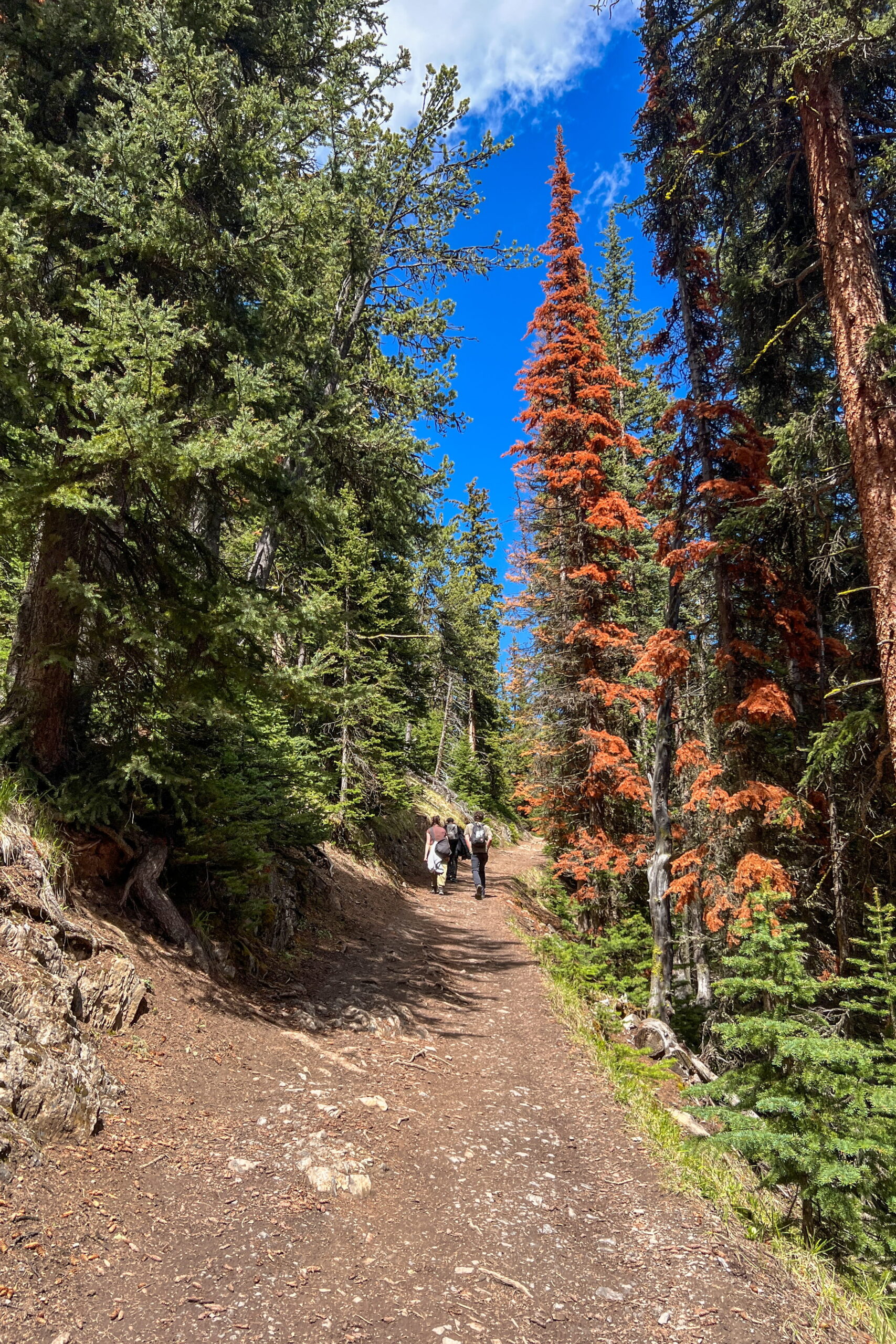 People hiking on Sulphur Mountain