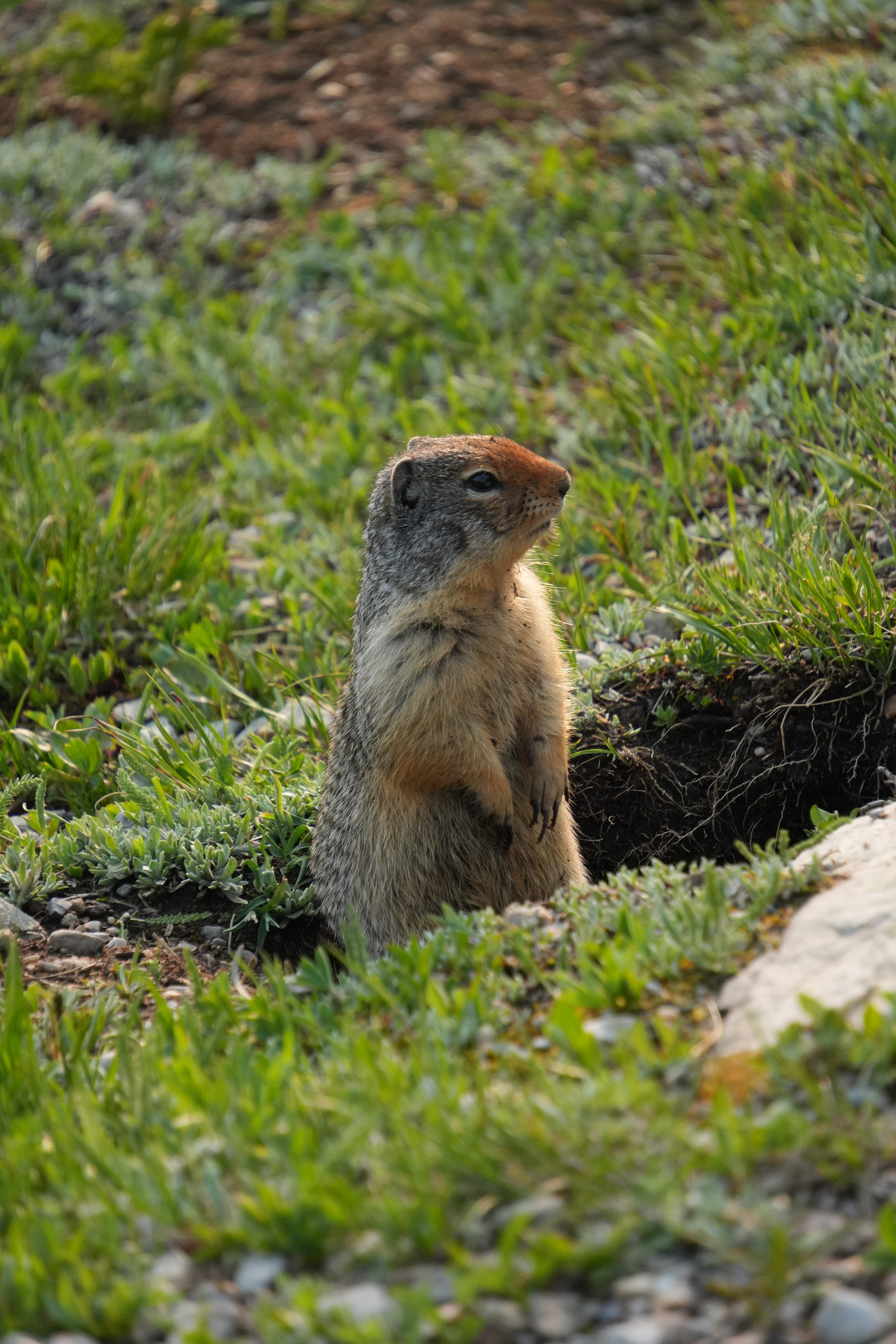 Ground squirrel in Banff National Park
