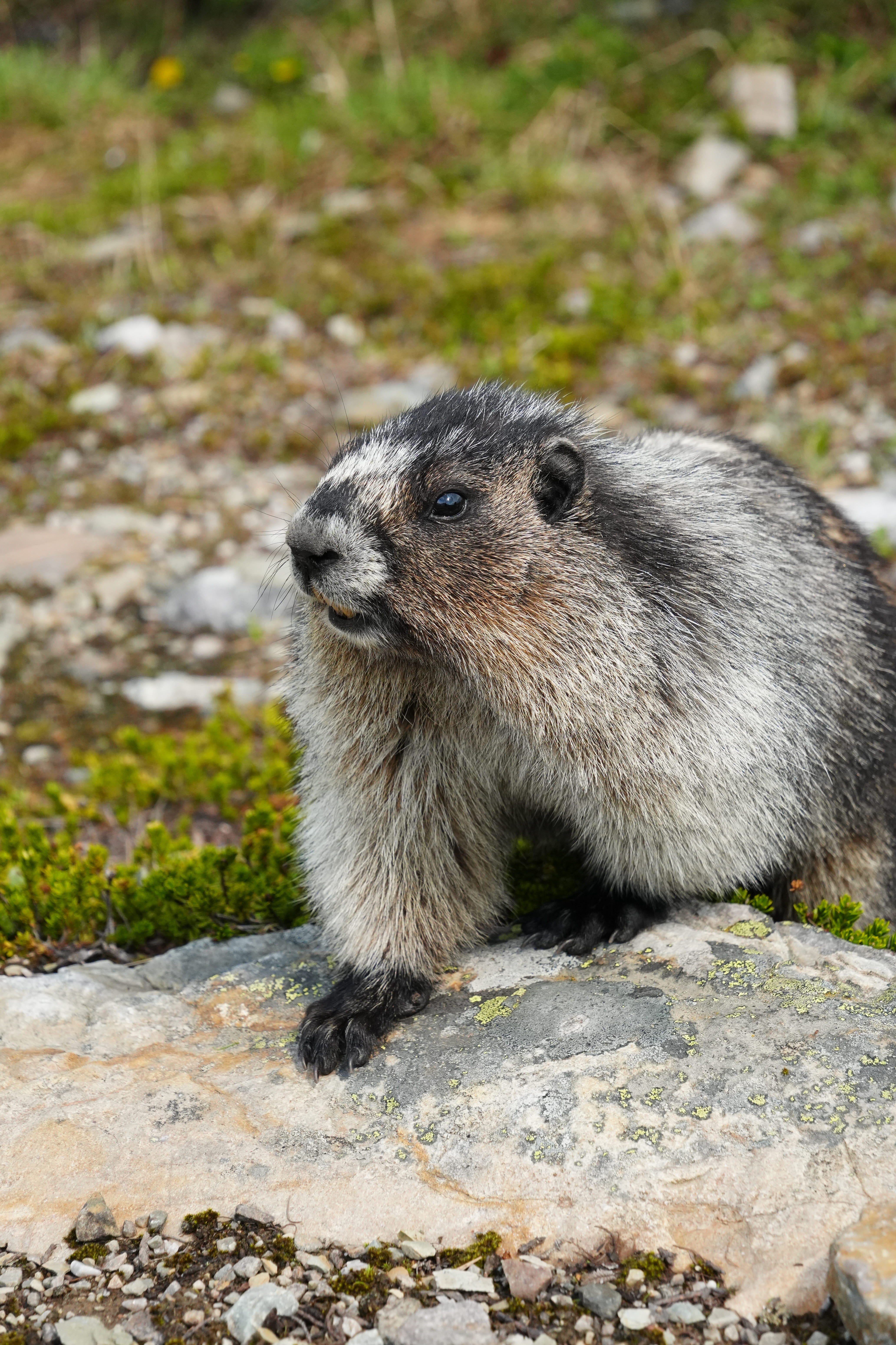 Marmot in Banff National Park