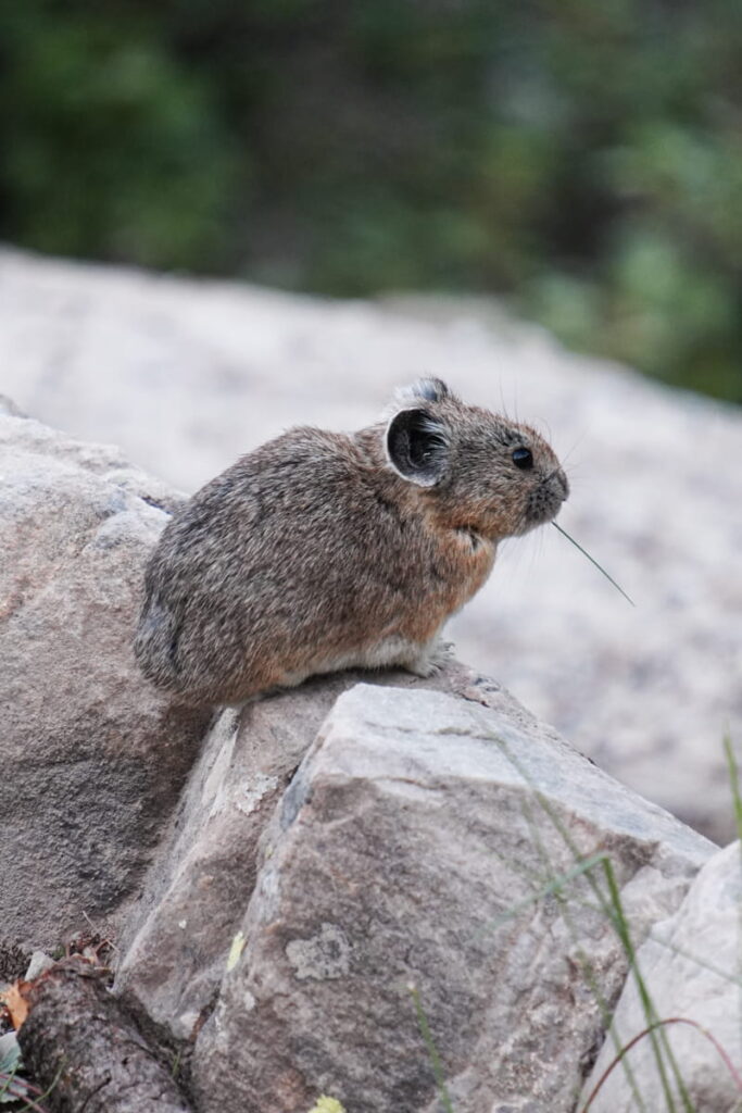 Pika at Rockpile