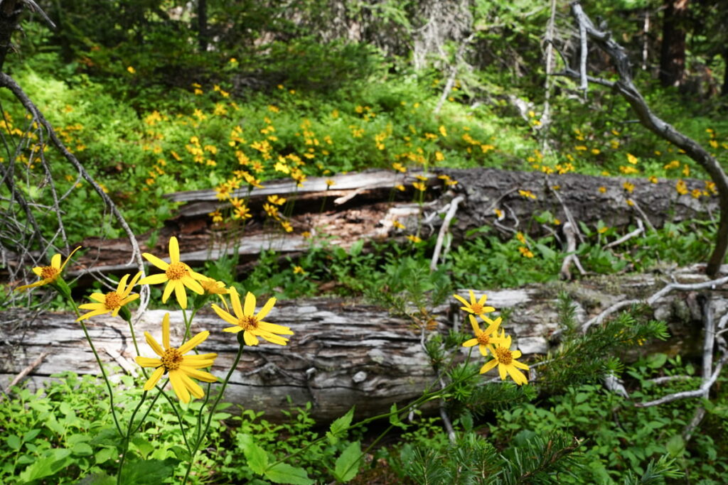 Arnica Flowers