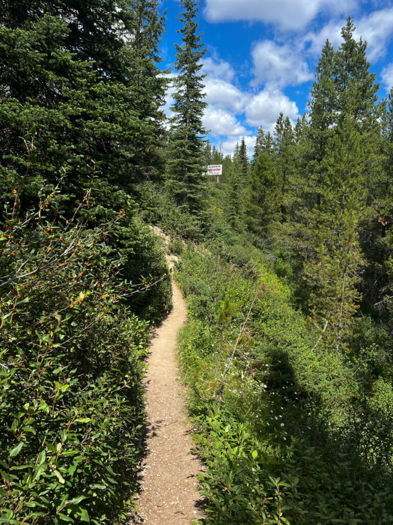 Beginning of Arnica Trail