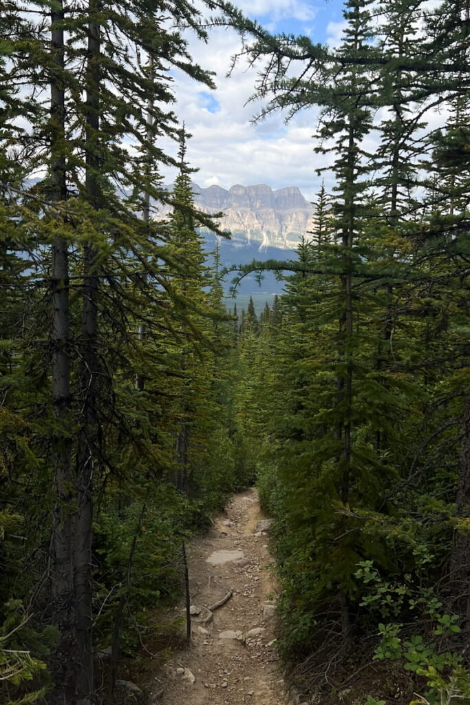 Arnica Trail downhill