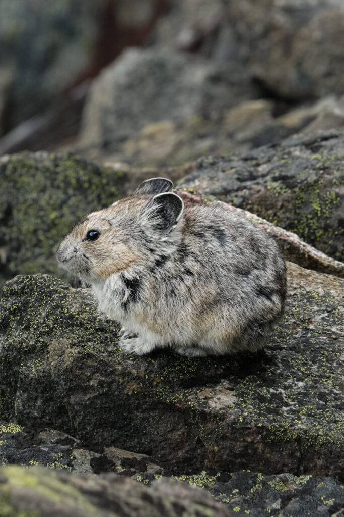 Pika on arnica trail